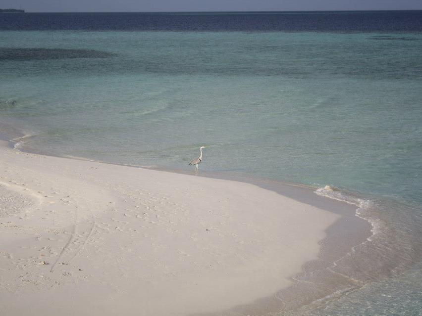 Fulidhoo La Perla Guest House מראה חיצוני תמונה